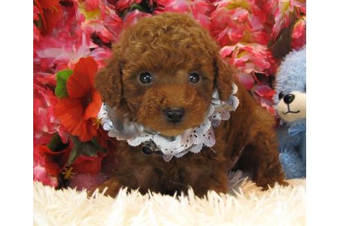 成約済の茨城県のトイプードル-24717の1枚目