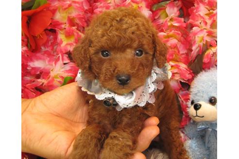 成約済の茨城県のトイプードル-24717の2枚目