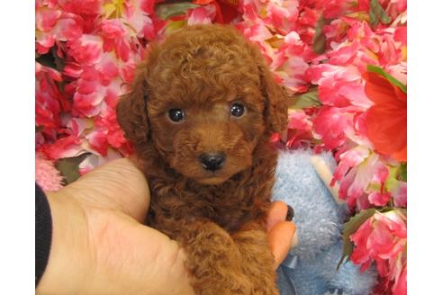 成約済の茨城県のトイプードル-24717の3枚目