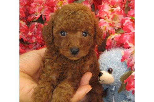 成約済の茨城県のトイプードル-24717の4枚目