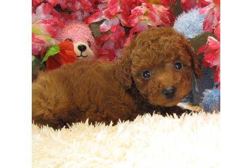 成約済の茨城県のトイプードル-24717の5枚目