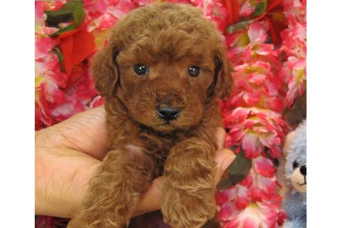 成約済の茨城県のトイプードル-24718の1枚目
