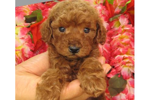 成約済の茨城県のトイプードル-24718の2枚目