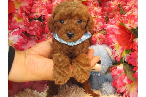 成約済の茨城県のトイプードル-24718の3枚目