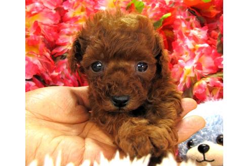 成約済の茨城県のトイプードル-24719の1枚目