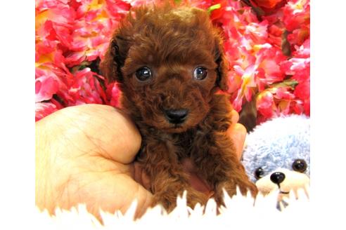 成約済の茨城県のトイプードル-24719の2枚目