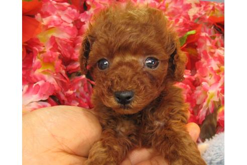 成約済の茨城県のトイプードル-24719の3枚目