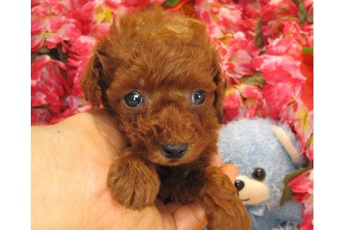 成約済の茨城県のトイプードル-24719の4枚目