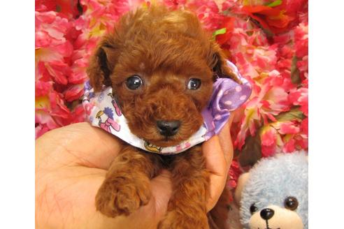 成約済の茨城県のトイプードル-24719の5枚目