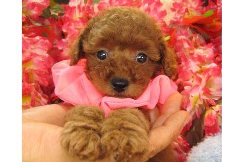 成約済の茨城県のトイプードル-24720の1枚目