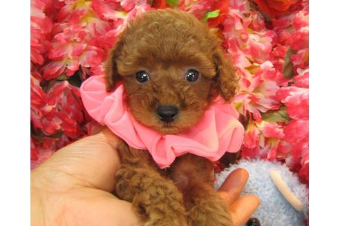 成約済の茨城県のトイプードル-24720の2枚目