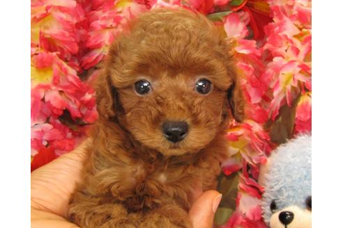 成約済の茨城県のトイプードル-24720の3枚目