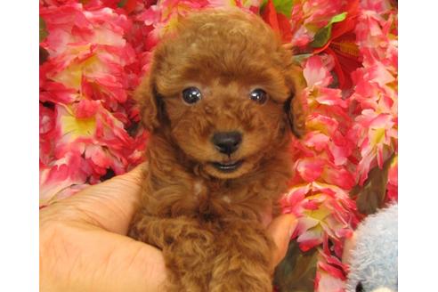 成約済の茨城県のトイプードル-24720の4枚目