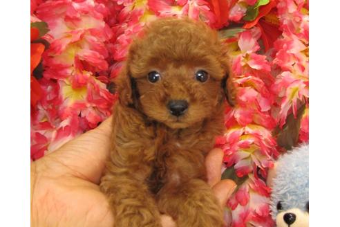 成約済の茨城県のトイプードル-24720の5枚目