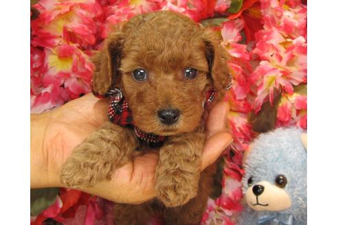 成約済の茨城県のトイプードル-24721の5枚目