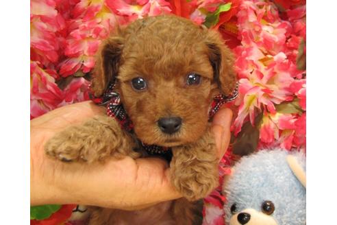 成約済の茨城県のトイプードル-24721の1枚目