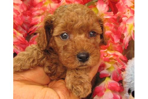 成約済の茨城県のトイプードル-24721の2枚目