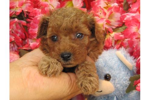 成約済の茨城県のトイプードル-24721の3枚目