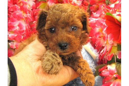 成約済の茨城県のトイプードル-24721の4枚目