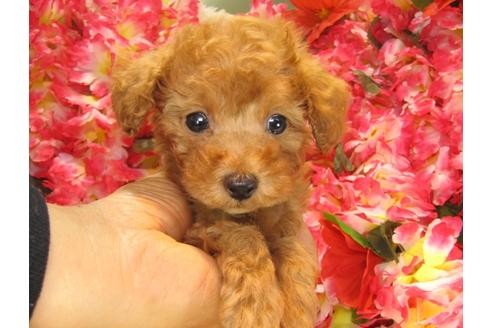 成約済の茨城県のトイプードル-24722の1枚目