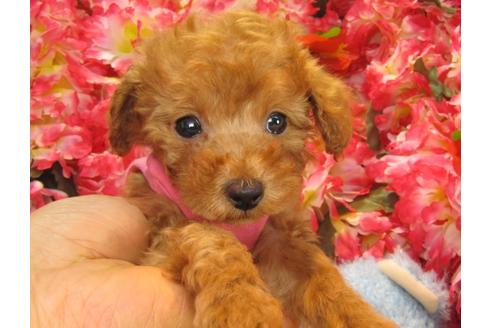 成約済の茨城県のトイプードル-24722の2枚目