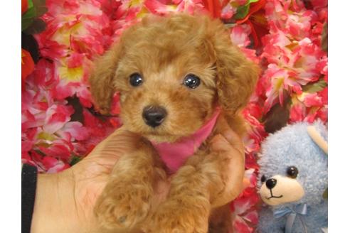 成約済の茨城県のトイプードル-24722の3枚目