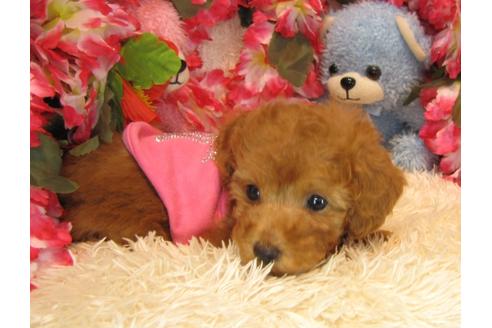 成約済の茨城県のトイプードル-24722の4枚目