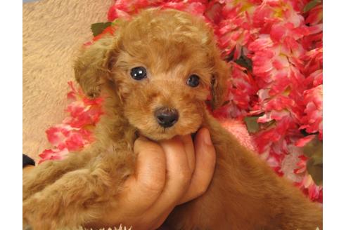 成約済の茨城県のトイプードル-24722の5枚目