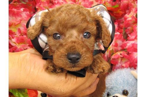 成約済の茨城県のトイプードル-24723の3枚目