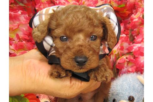 成約済の茨城県のトイプードル-24723の4枚目