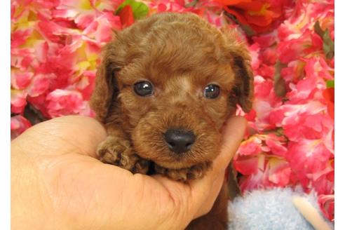 成約済の茨城県のトイプードル-24723の1枚目