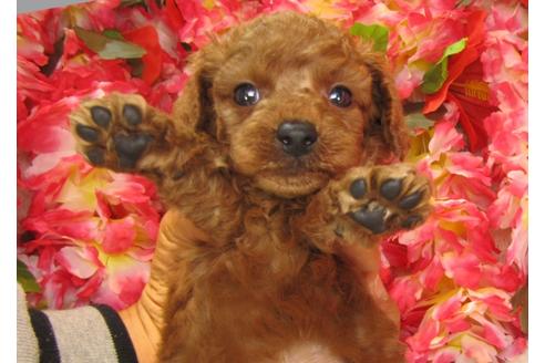 成約済の茨城県のトイプードル-24723の2枚目