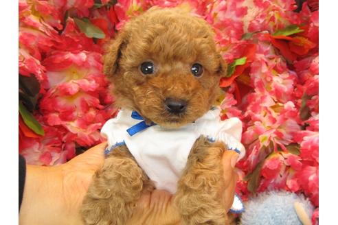 成約済の茨城県のトイプードル-24724の1枚目