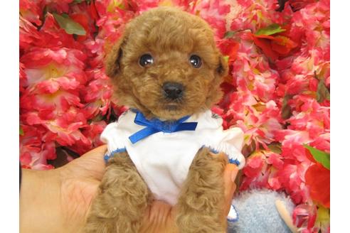 成約済の茨城県のトイプードル-24724の2枚目