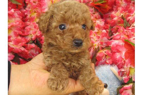 成約済の茨城県のトイプードル-24724の3枚目