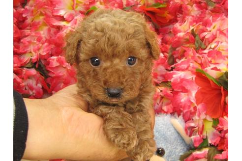 成約済の茨城県のトイプードル-24724の4枚目