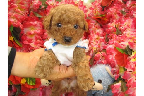 成約済の茨城県のトイプードル-24724の5枚目