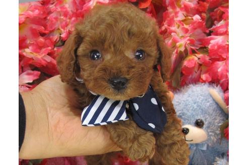 成約済の茨城県のトイプードル-24725の1枚目