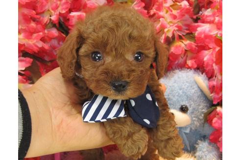 成約済の茨城県のトイプードル-24725の2枚目