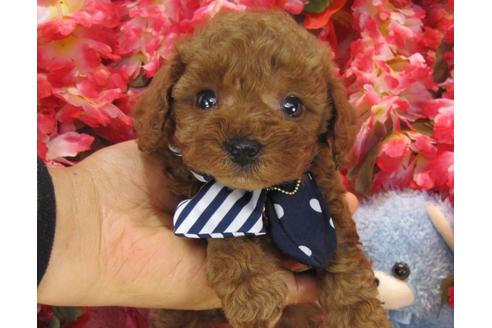 成約済の茨城県のトイプードル-24725の3枚目