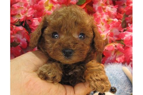 成約済の茨城県のトイプードル-24725の4枚目