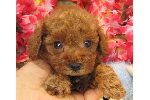 成約済の茨城県のトイプードル-24725の5枚目