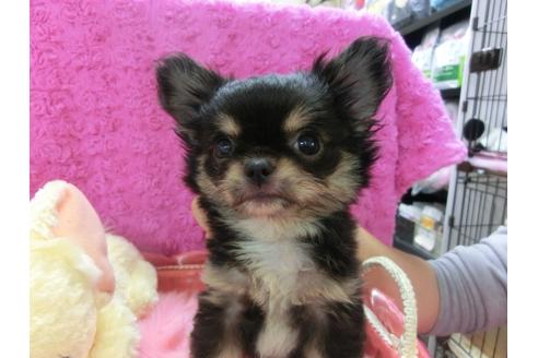 成約済の京都府のチワワ-24726の1枚目