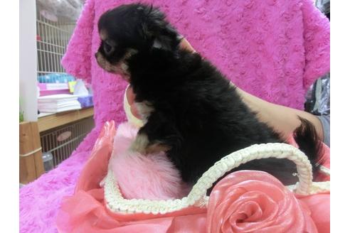 成約済の京都府のチワワ-24726の2枚目