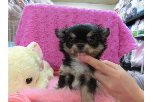 成約済の京都府のチワワ-24726の3枚目