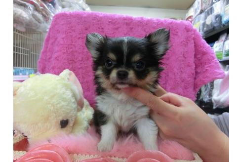 成約済の京都府のチワワ-24727の1枚目