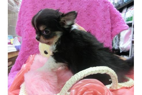 成約済の京都府のチワワ-24727の2枚目