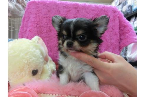 成約済の京都府のチワワ-24727の3枚目