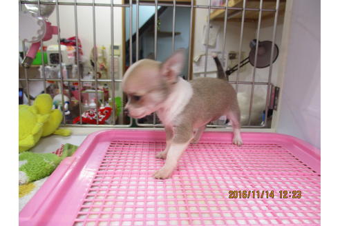 成約済の大阪府のチワワ-24770の3枚目