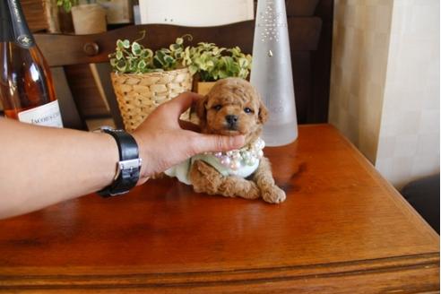 成約済の埼玉県のトイプードル-24737の4枚目